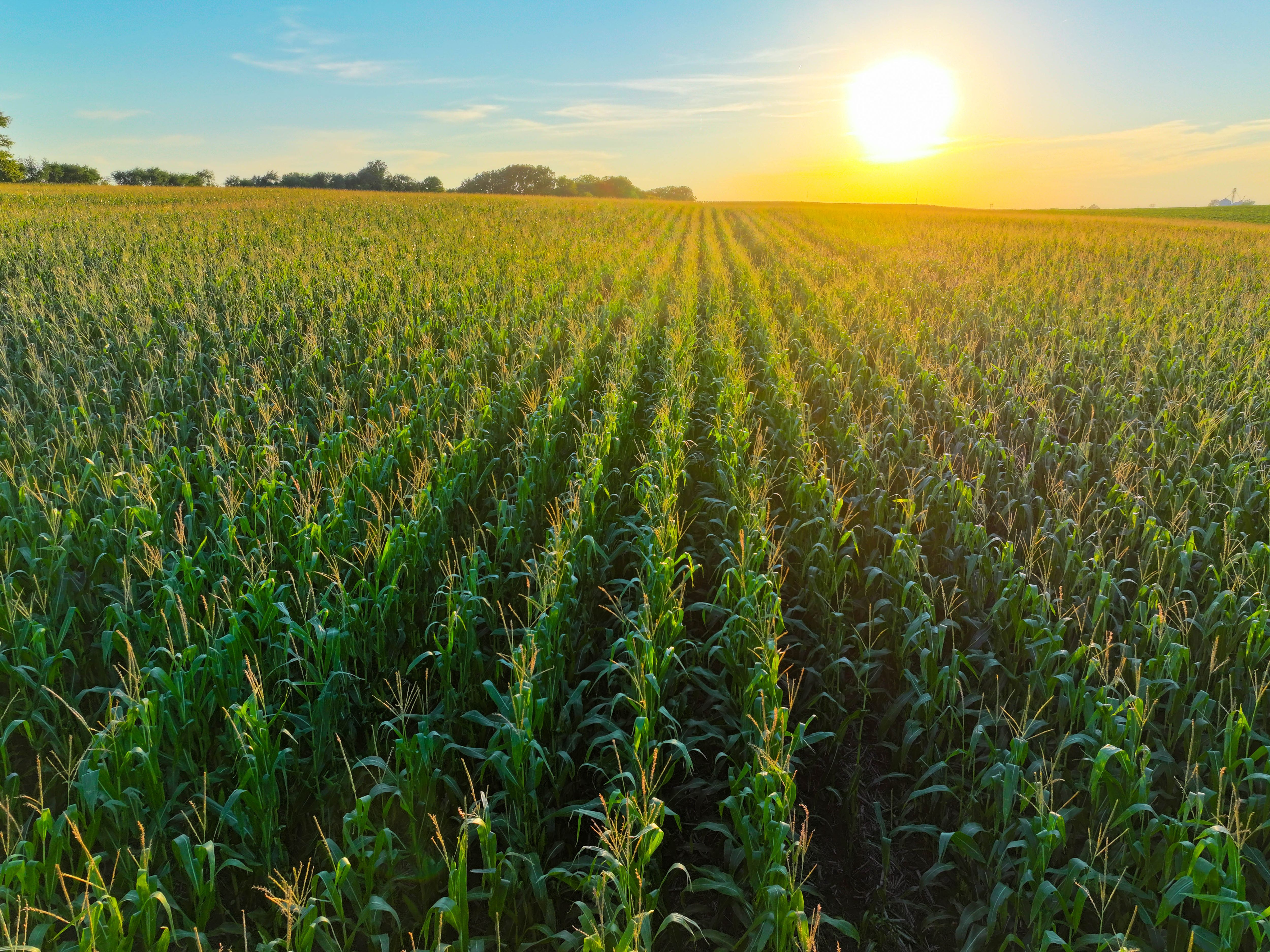 Listing Photo: 15_Independence Iowa Farmland For Sale